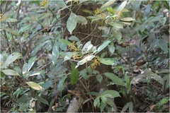 Psychotria octosulcata